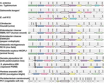 Production of the Plant Hormone Auxin by Salmonella and Its Role in the Interactions with Plants and Animals